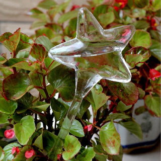 Buy star 6 Types Glass Plant Flowers Water Feeder