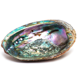 Abalone Shell Ash Tray/ Wooden Stand /  Sage